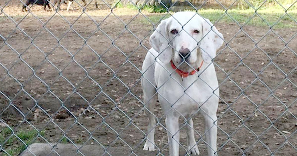 Dog sent to shelter 11 times, that's when rescuers made a heartwarming