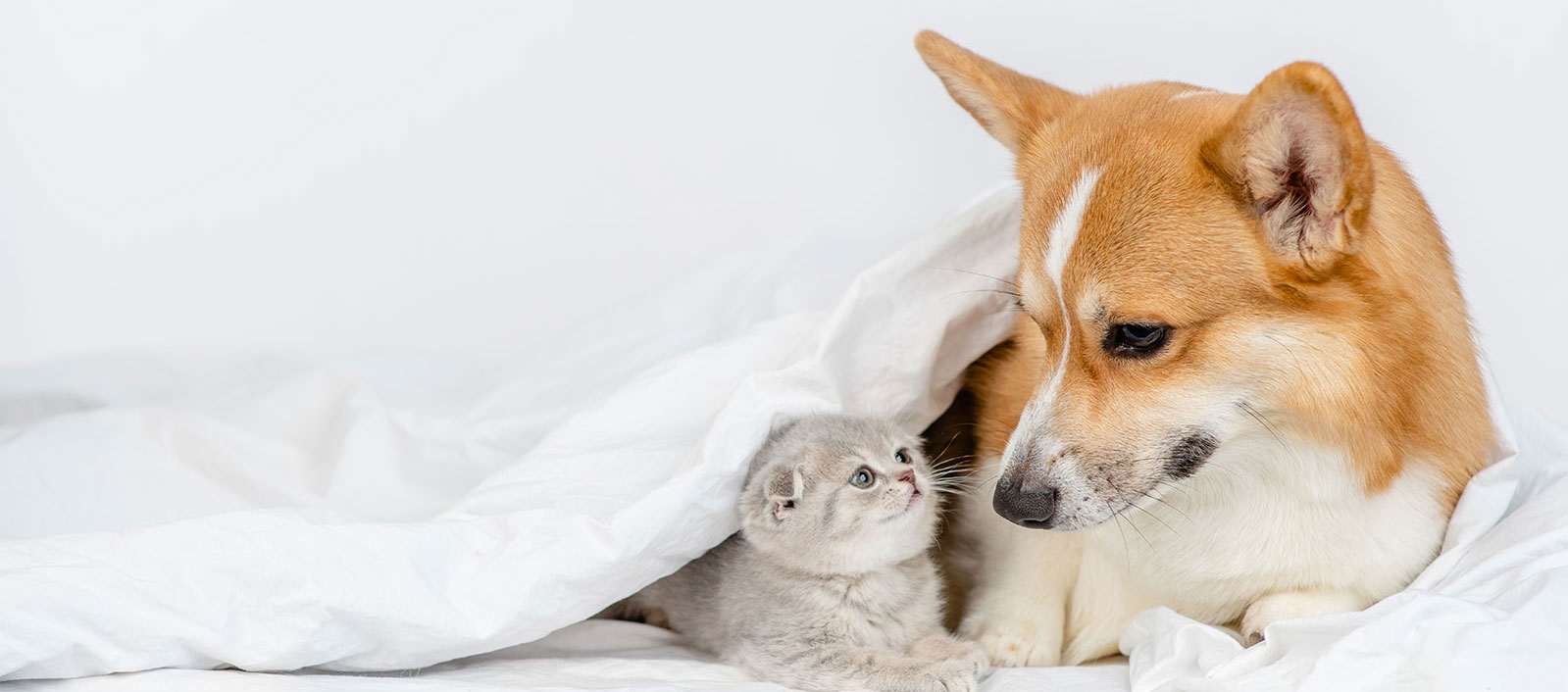 Veterinarian Morris County, NJ St. Francis Veterinary MC