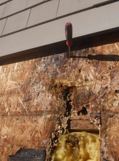 Seattle Dry Rot Repair Contractor | Structural Rot Repair Specialist