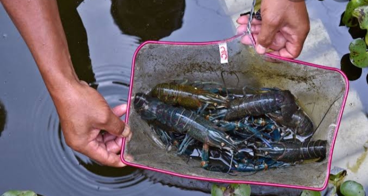 Jual Ternak Lobster Terbaru | Lazada.co.id