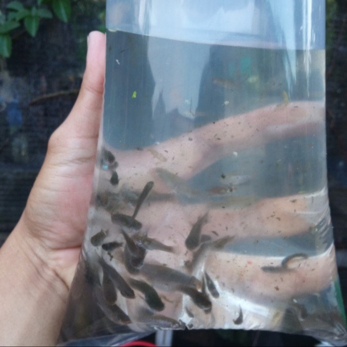 Jual cere laut Terbaru | Lazada.co.id