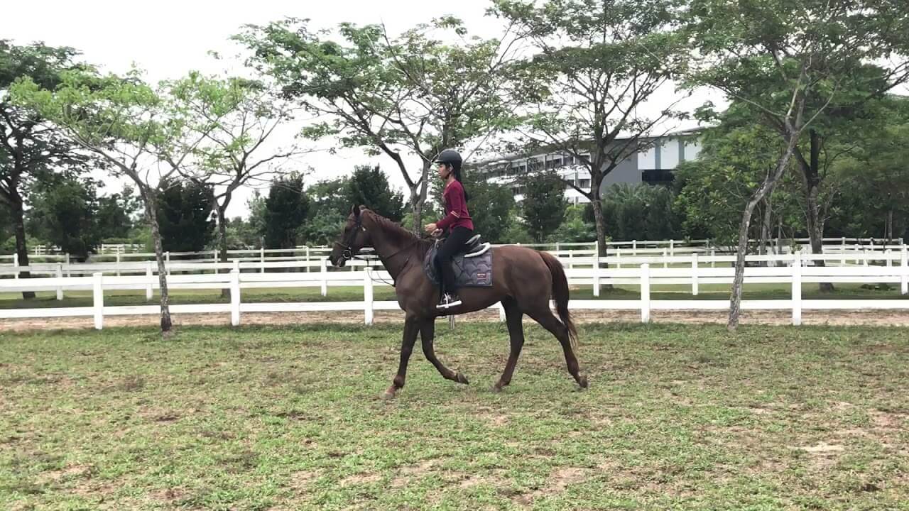 Top Horse Riding Places in Johor Bahru Perkhidmatan Perkahwinan