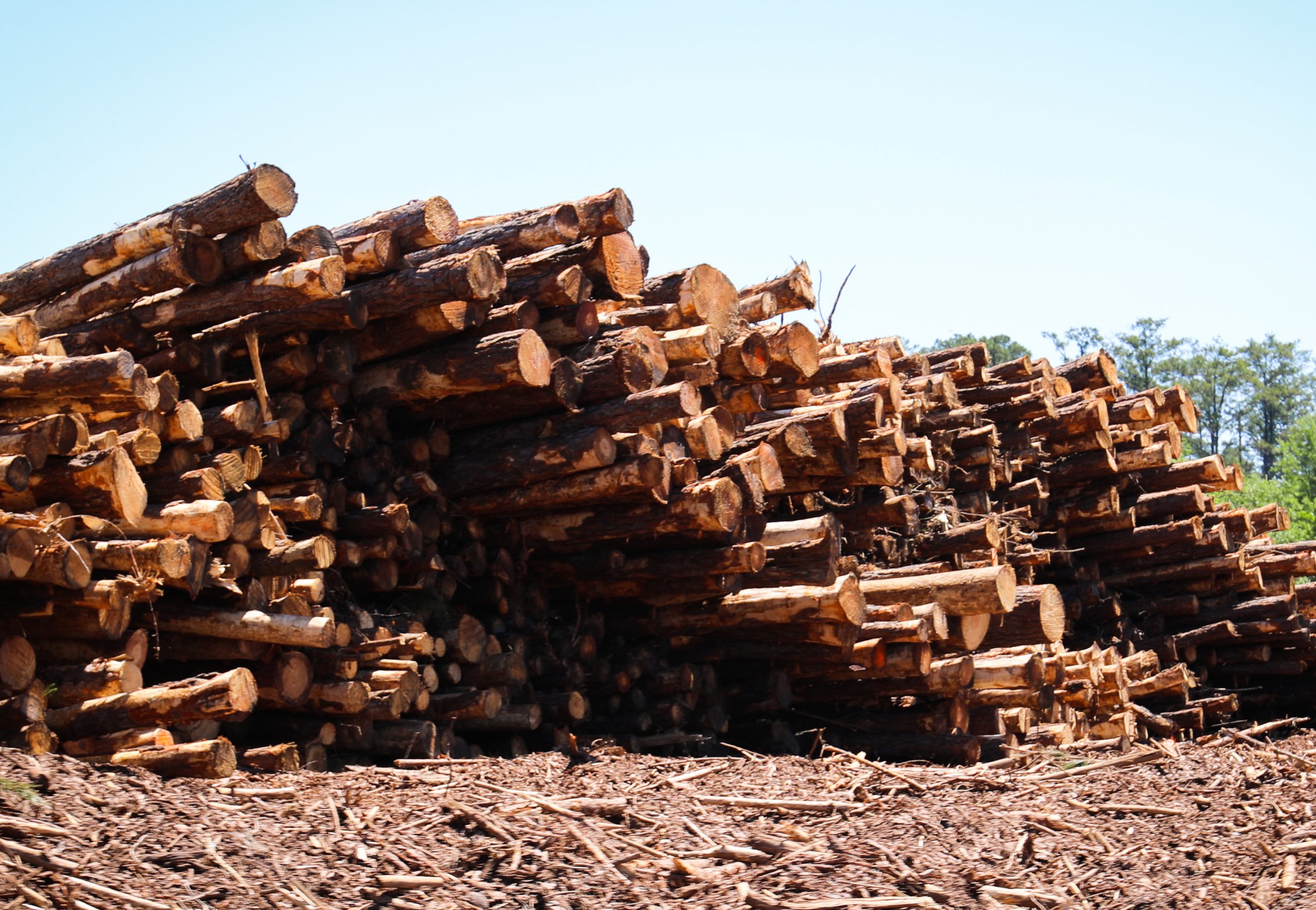 Timber_1 copy South Magazine