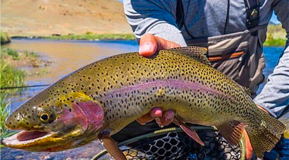 Simms Fishing Secures Investment SGB Media Online