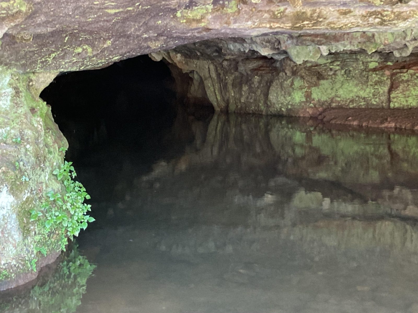 Ready for some spook? Sequiota Park's got batwatching events in