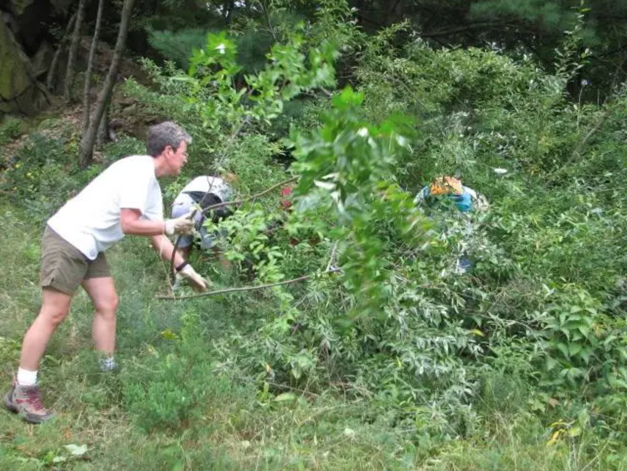 Invasive Plant Removal Workday Sleeping Giant Park Association
