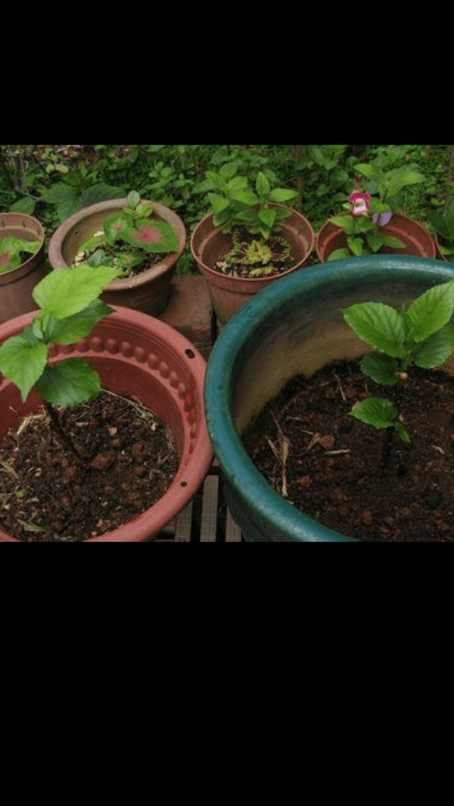 How to grow mulberry plant from cutting Growing Strawberries and