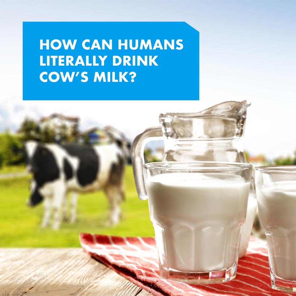 How Can Humans Literally Drink Cow’s Milk? Swiss German University