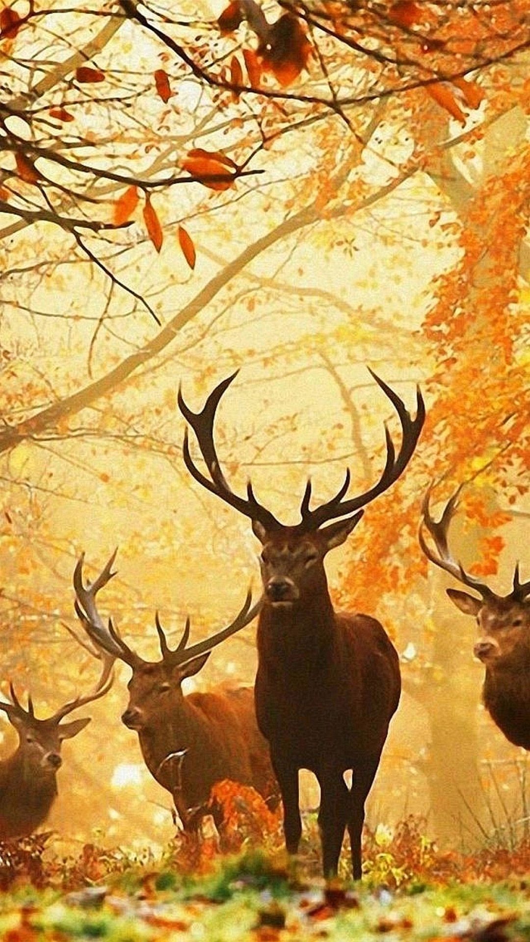 Hunting iPhone Wallpaper HD Supportive Guru