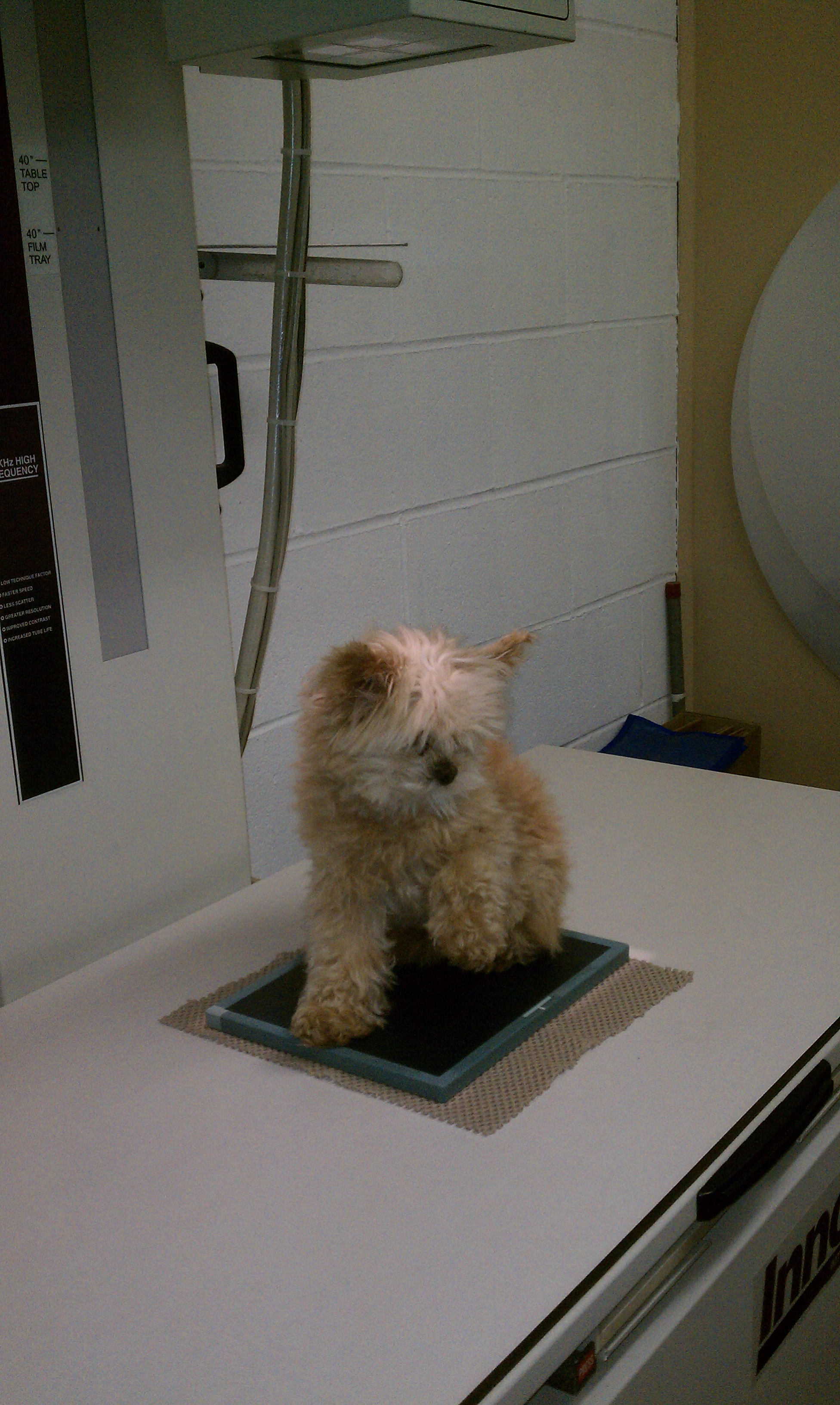 Veterinary Radiology in Renton, WA Spring Glen Veterinary Hospital
