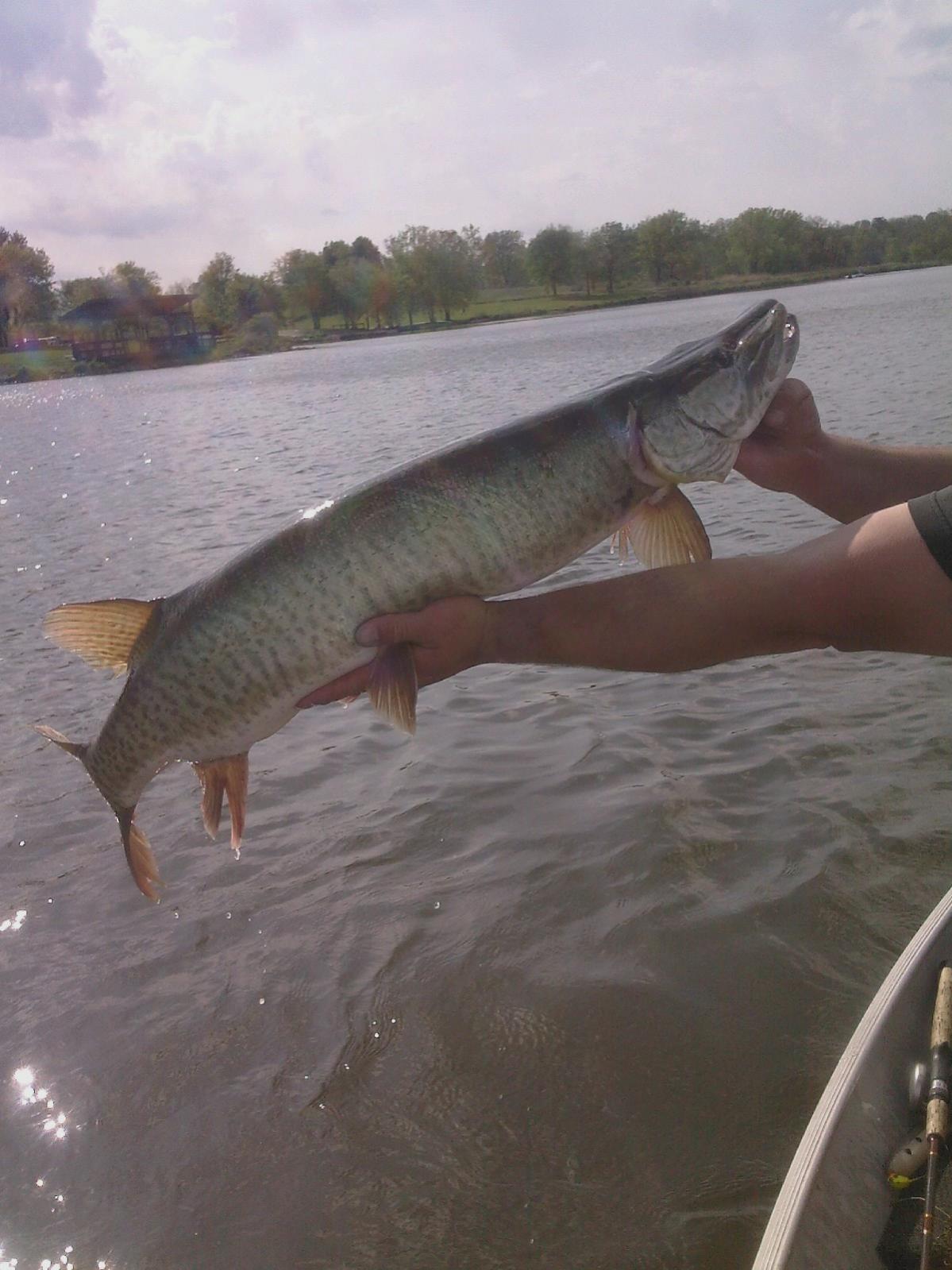 Biggest Muskie from the batch Shabbona Lake State Park