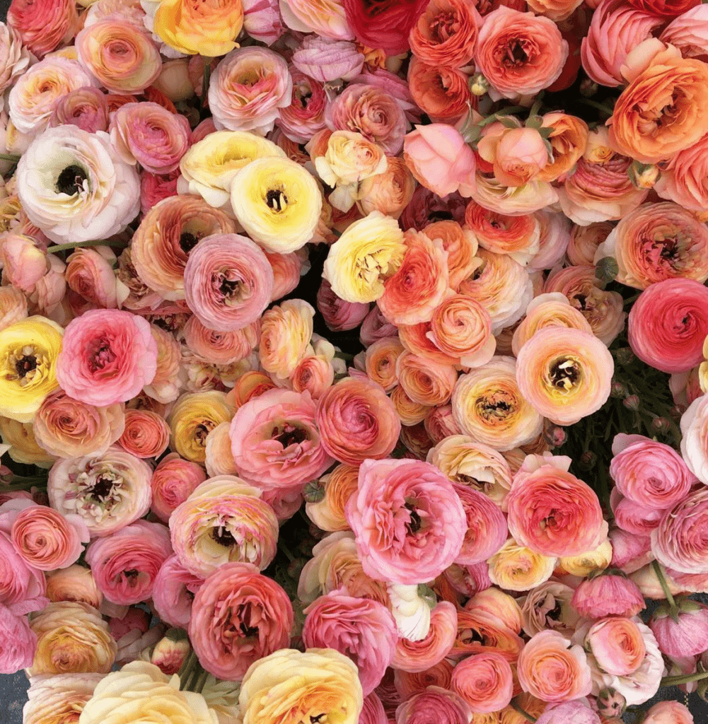 5 Amazing Instagram Accounts That Inspire Flowers