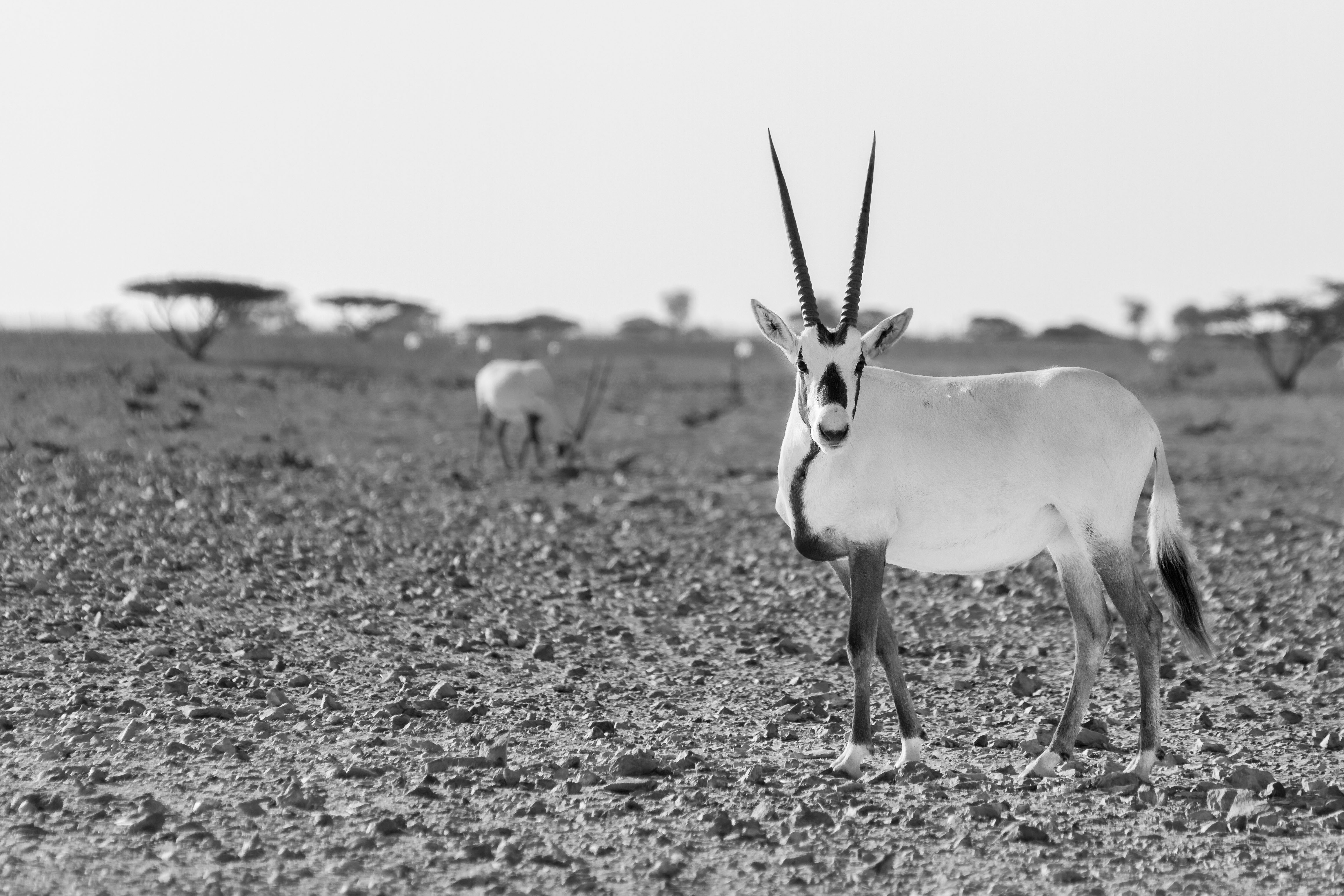 Oman photographer highlights wildlife conservation with his pictures