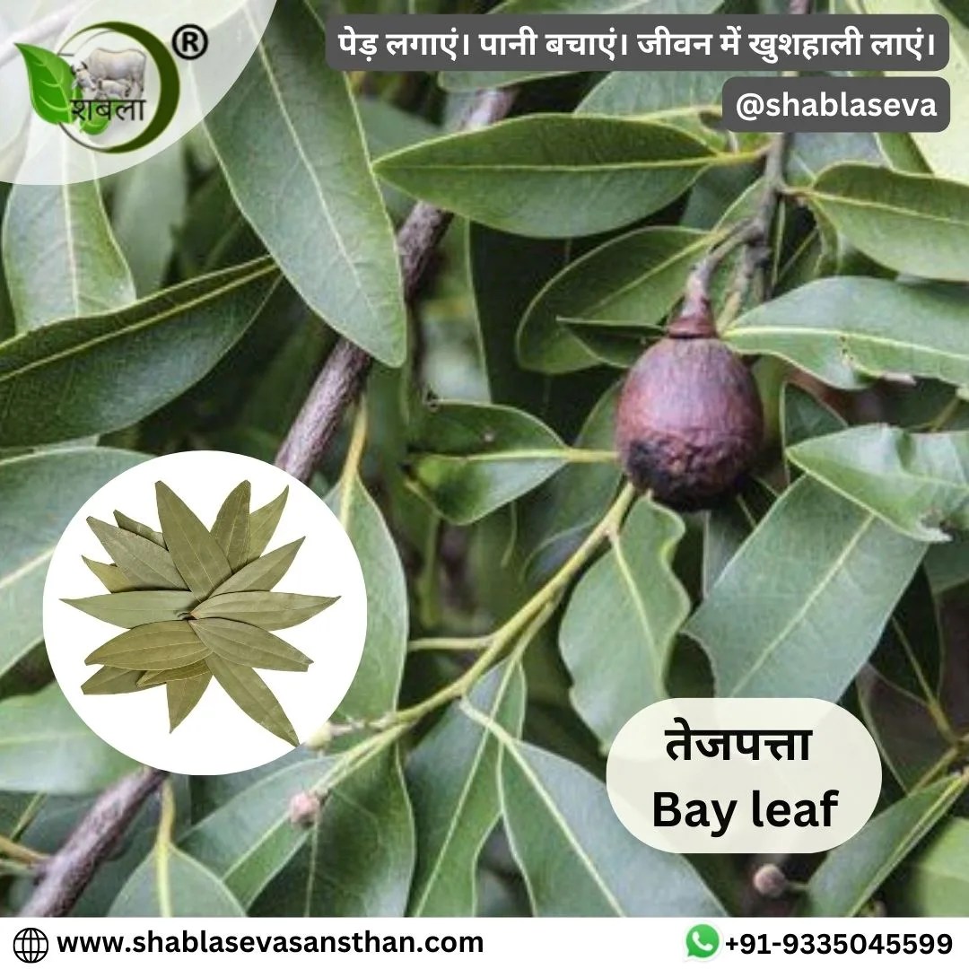 तेजपत्ता का उपयोग, फायदा एवं तेजपत्ता की खेती Benefits of Bay leaf