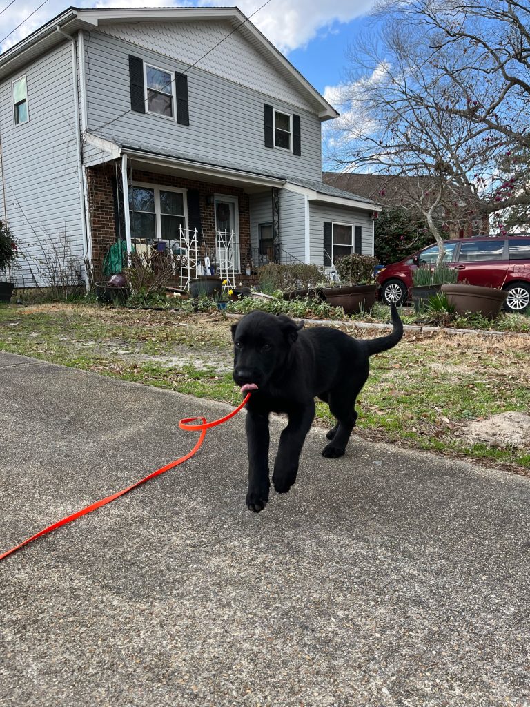 QUINCY Shades of Blu Dog Training