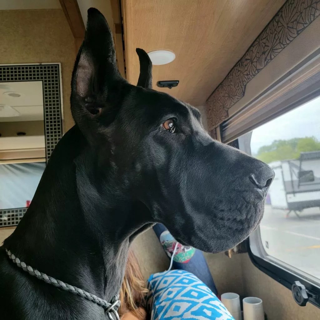 Tapestry wins BOB/OHBOB/OHG1 in Raleigh, NC! Shades of Excellence