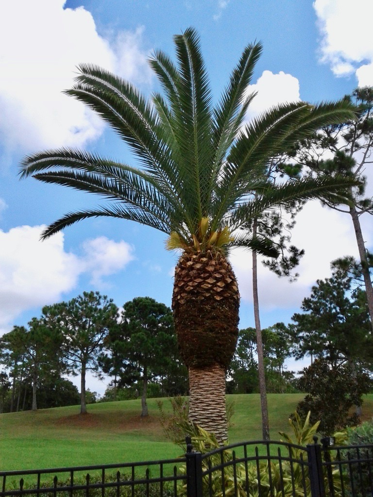 Palm Trees Tree maintenance, analysis, and preservation specialists