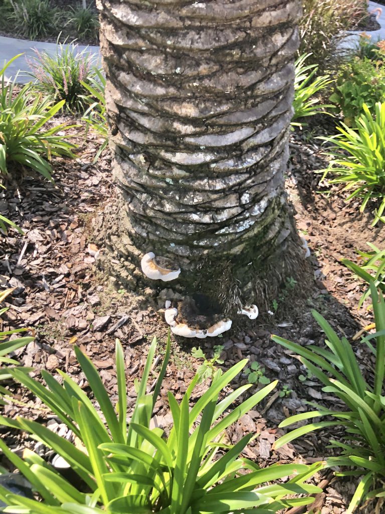 Palm Diseases Ganoderma Tree maintenance, analysis, and