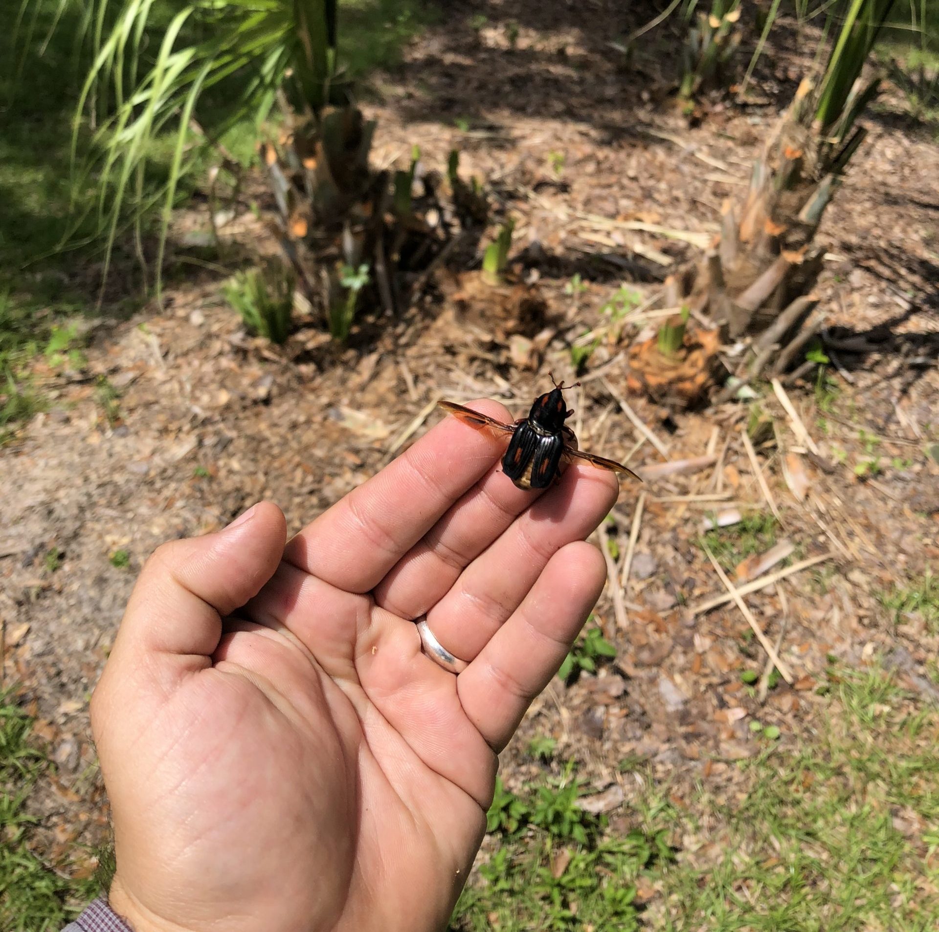 Palm Insects — Palmetto Weevil Tree maintenance, analysis, and