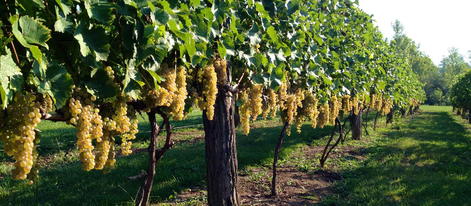 slide 7 Shade Winery