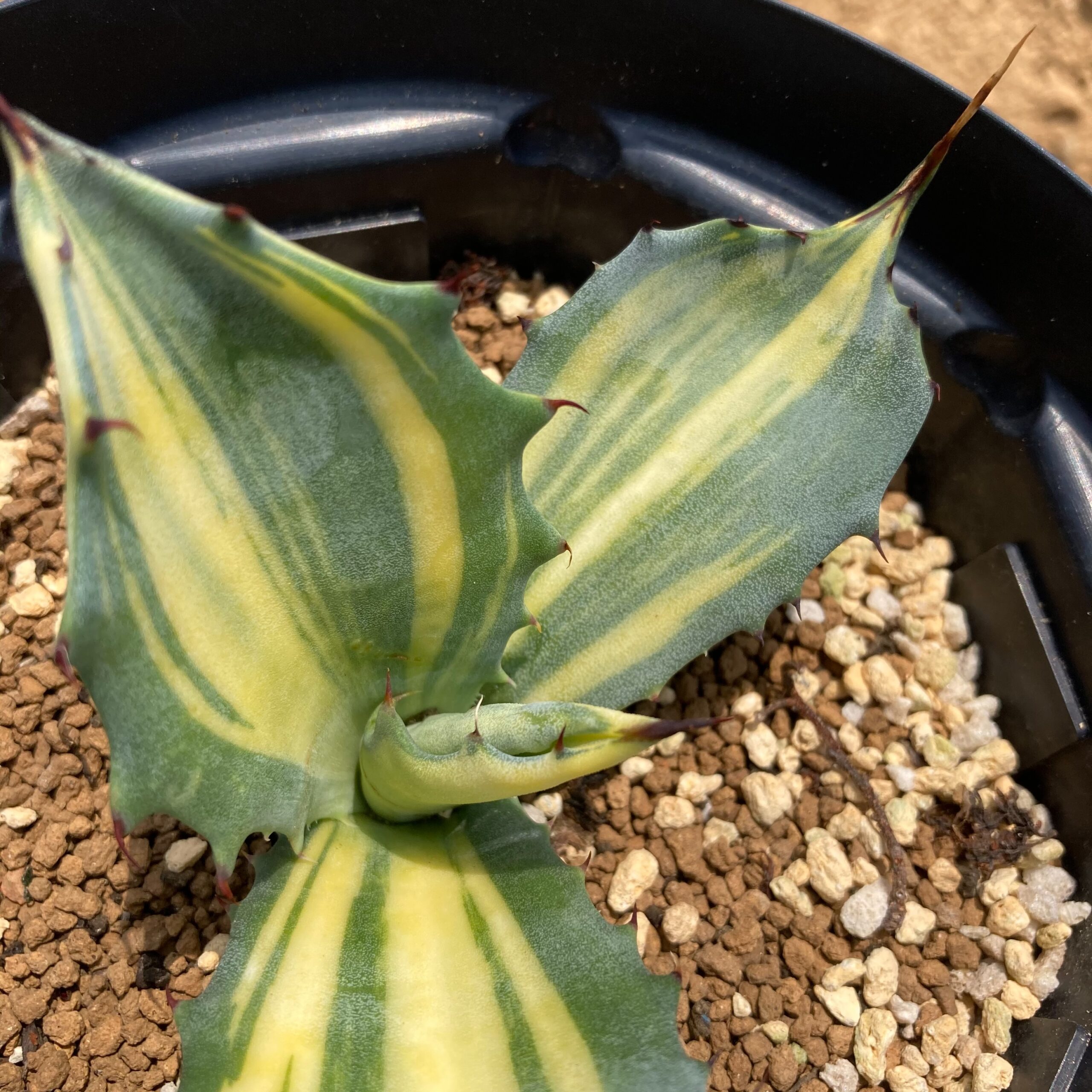 Agave salmiana var. ‘Ferox’ variegate SHADOW PLANTS