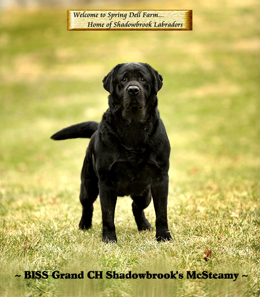 Click here to enter Shadowbrook Labrador's website