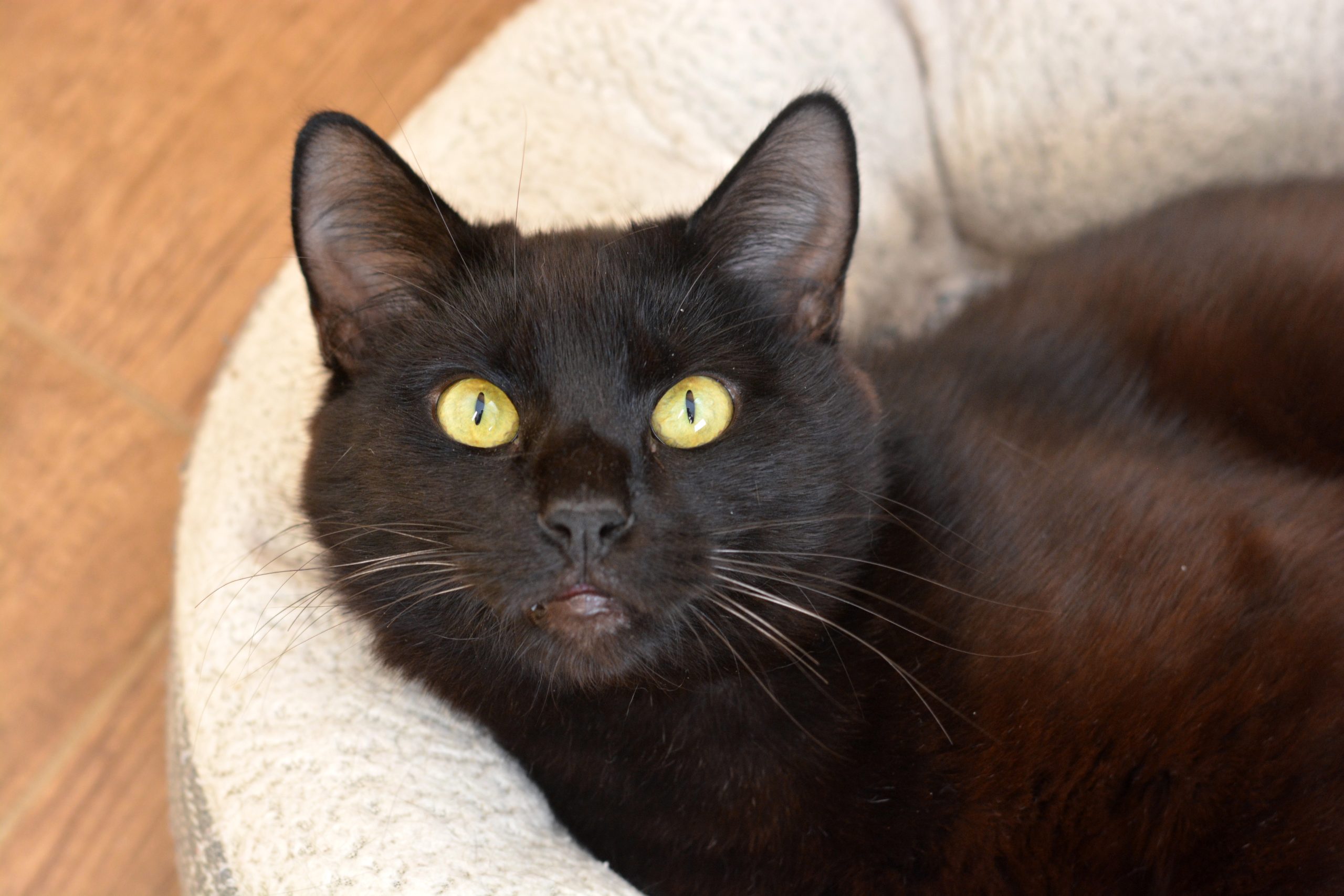 Goji | Shadow Cats