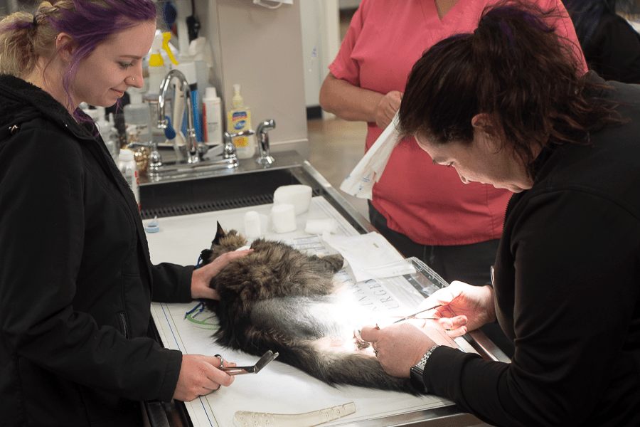 Affordable Emergency Veterinary Care Hickory NC