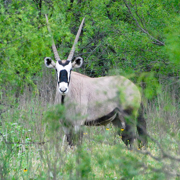 Home Shady Trell Ranch Premier Hunting Ranch Texas