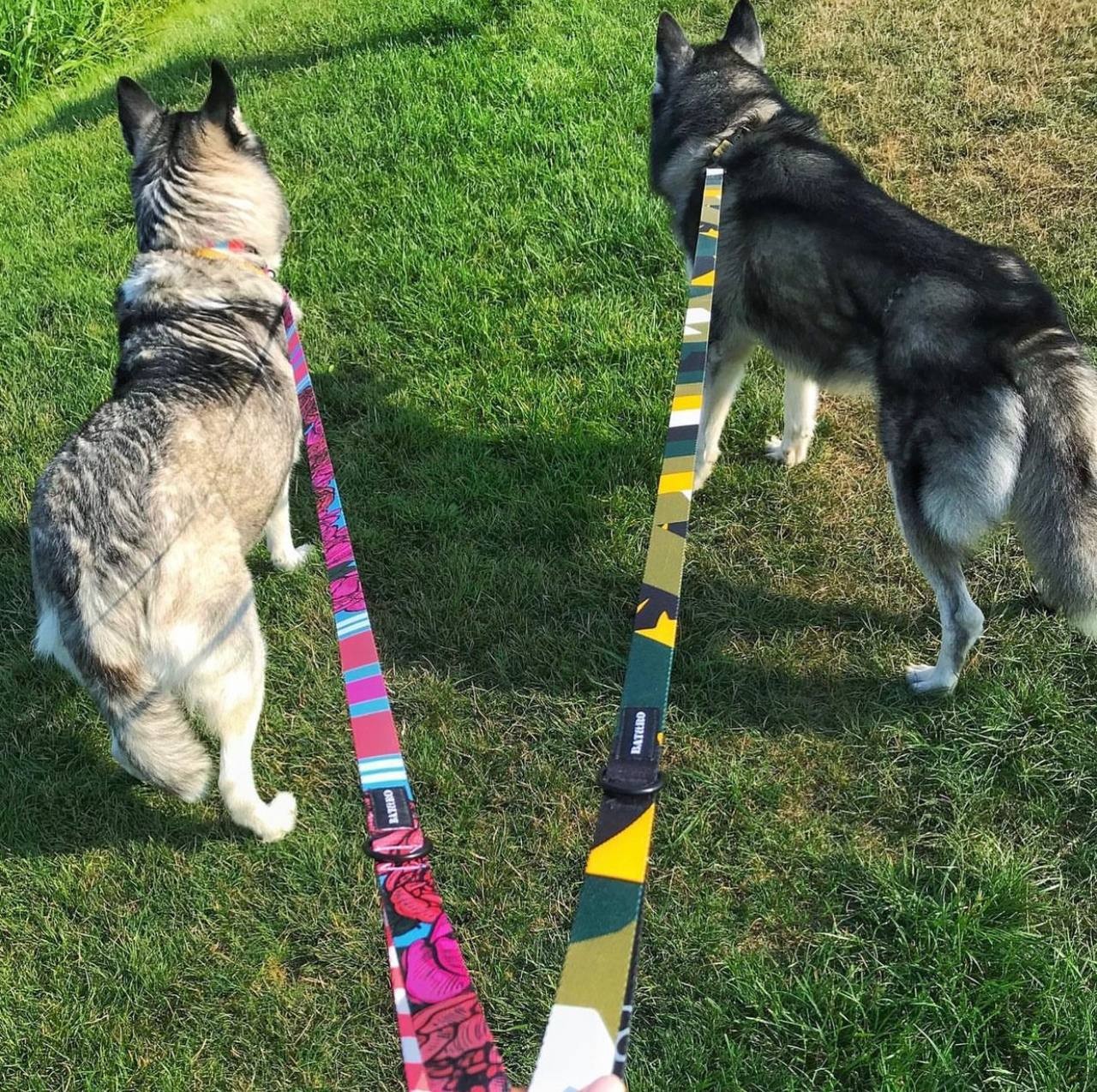 Dog collar and leash set gangsta s+6ft (180cm)