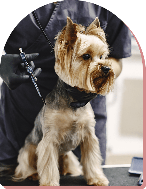 Shaggy Shears Pet Grooming