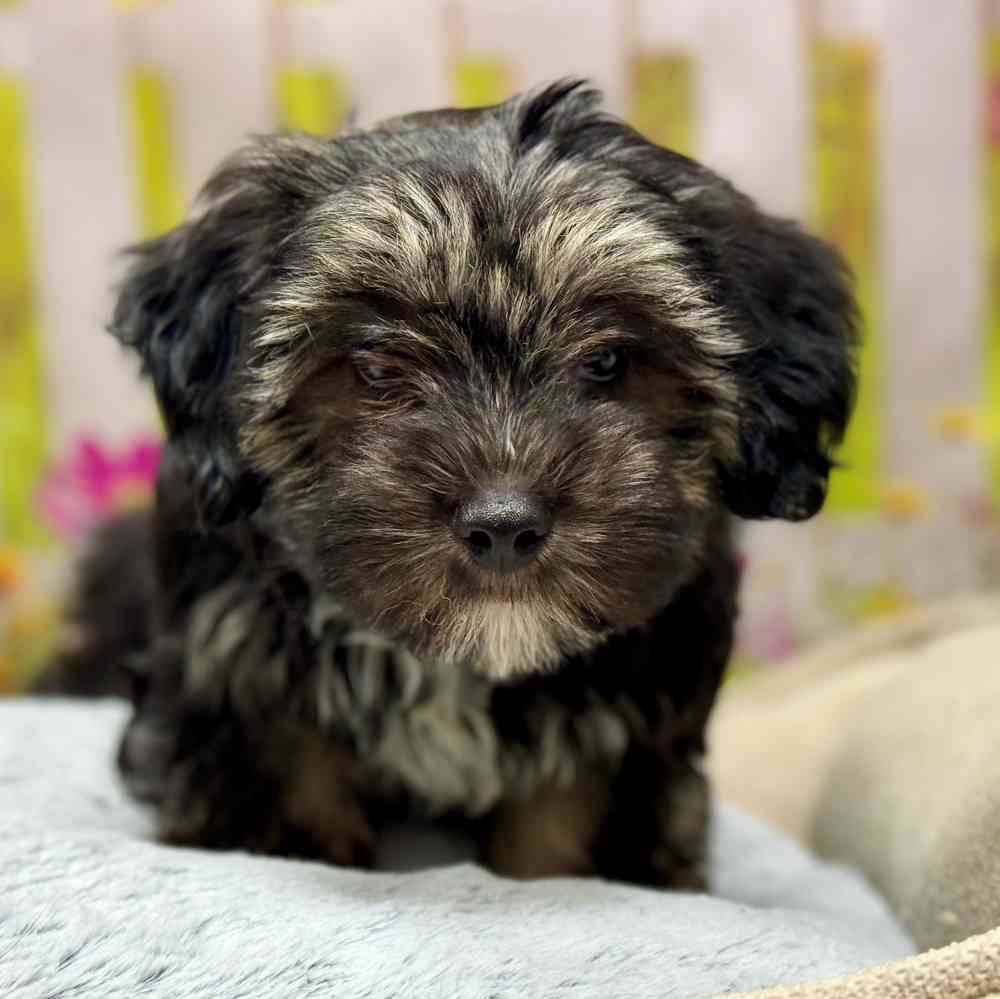 Coton De Tulear For Sale Shake A Paw Union