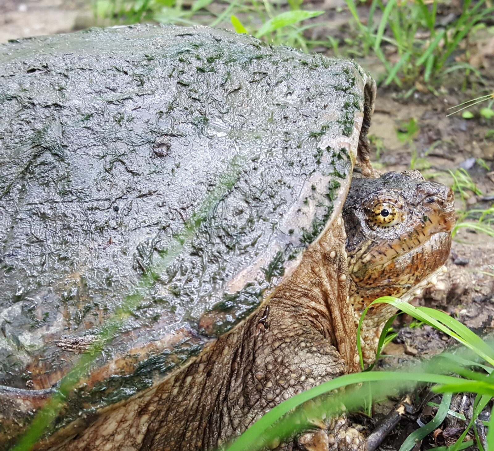 How Do You Move a Snapping Turtle? Nature Center at Shaker Lakes