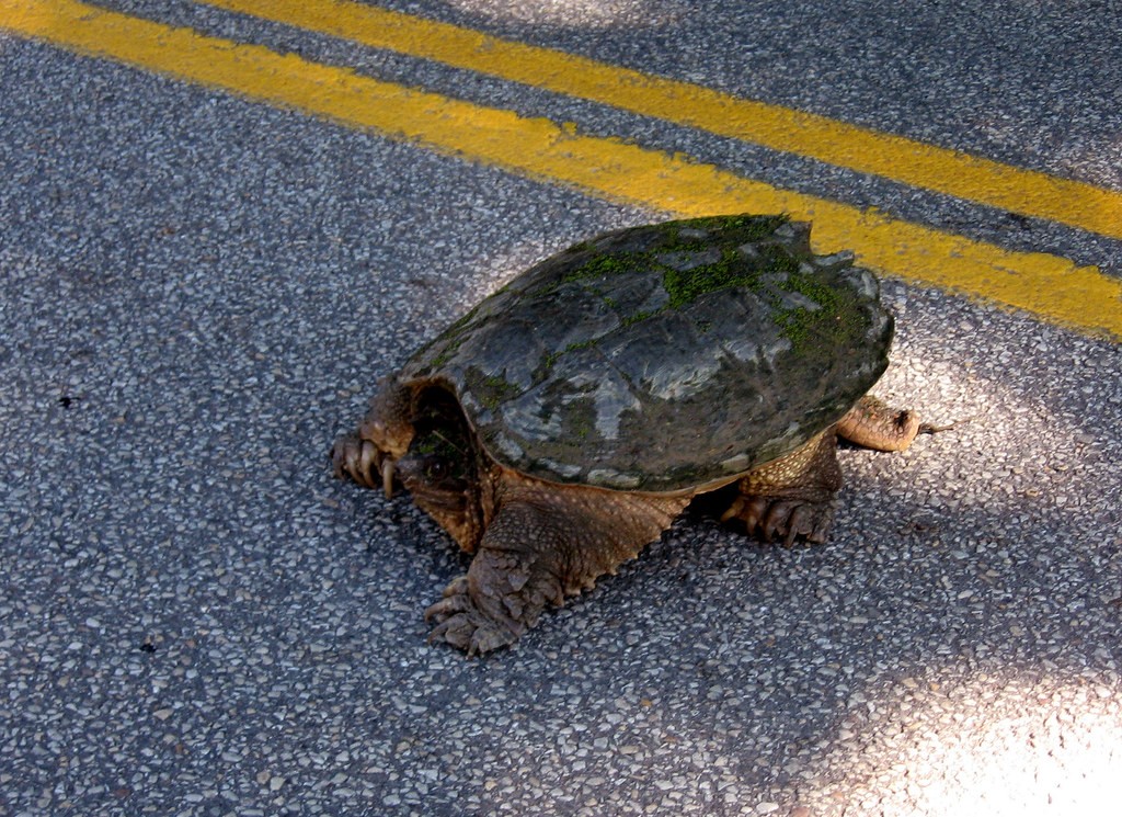 snapping turtle road Nature Center at Shaker Lakes
