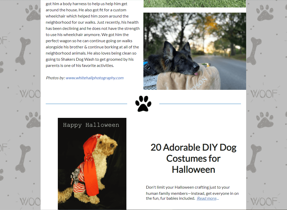 Client Spotlight Shakers Dog Wash and Grooming