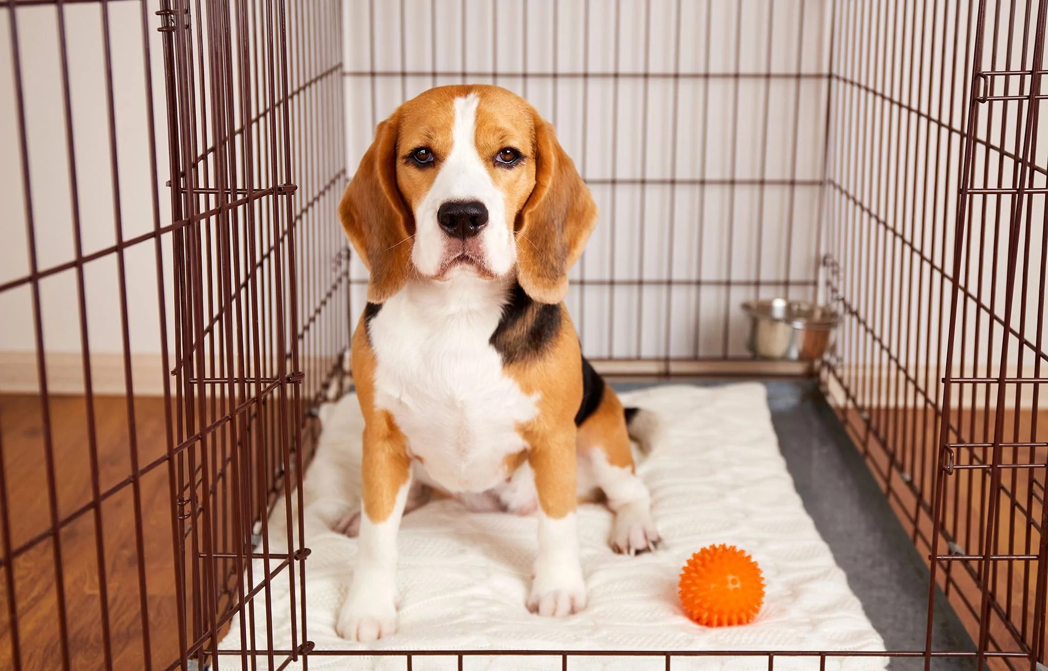 Crate Training Your Pet Shallowford Animal Hospital
