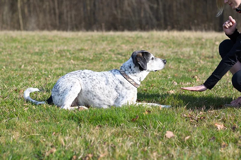 Training Tips TEACHING PLACE Shallowford Animal Hospital