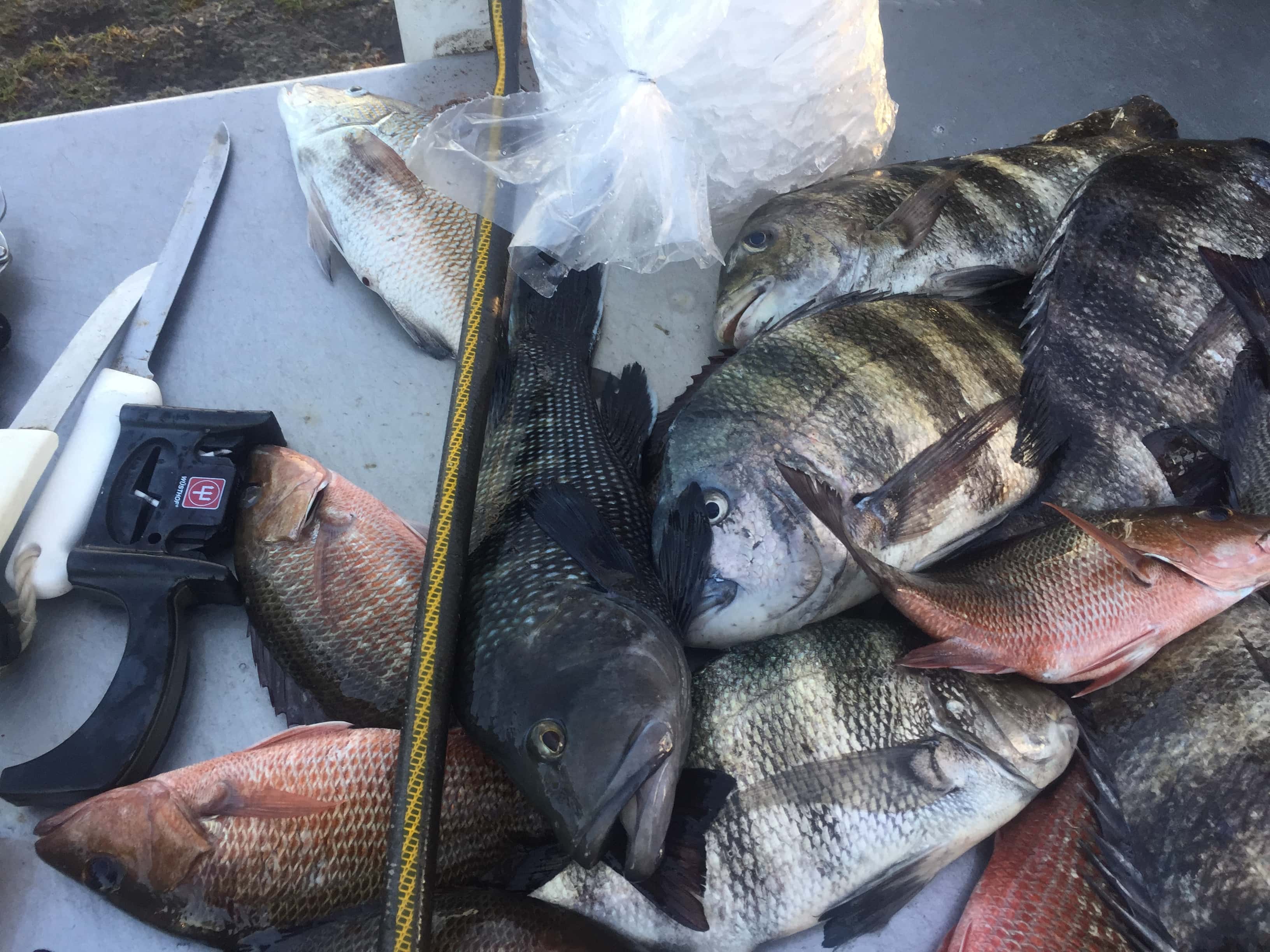 Black Sea Bass Florida