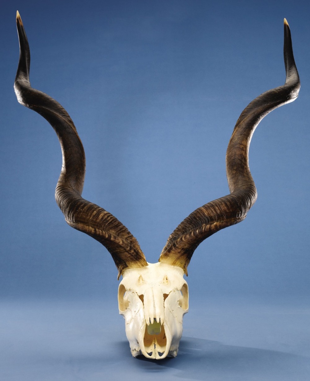 Sell Your Raw Horns Shalom Shofars