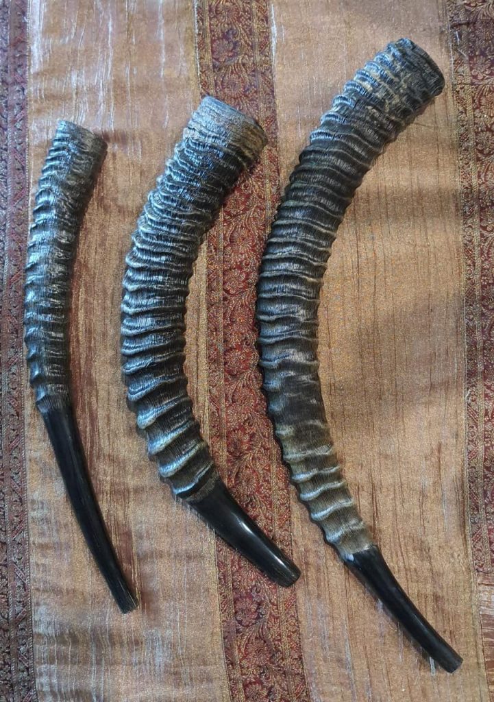 Sable Shofars Shalom Shofars