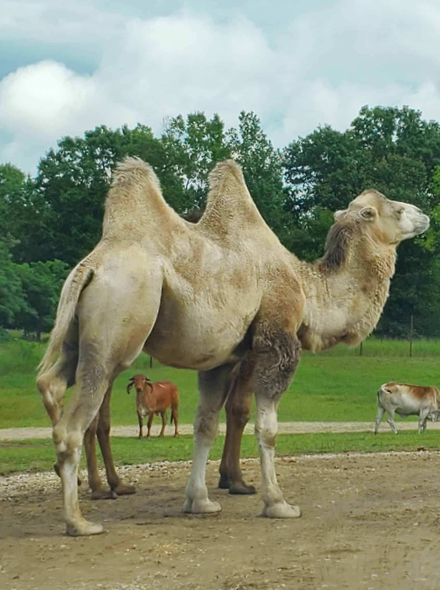 Explore Our Animals Shamba Safari Neshkoro Wisconsin