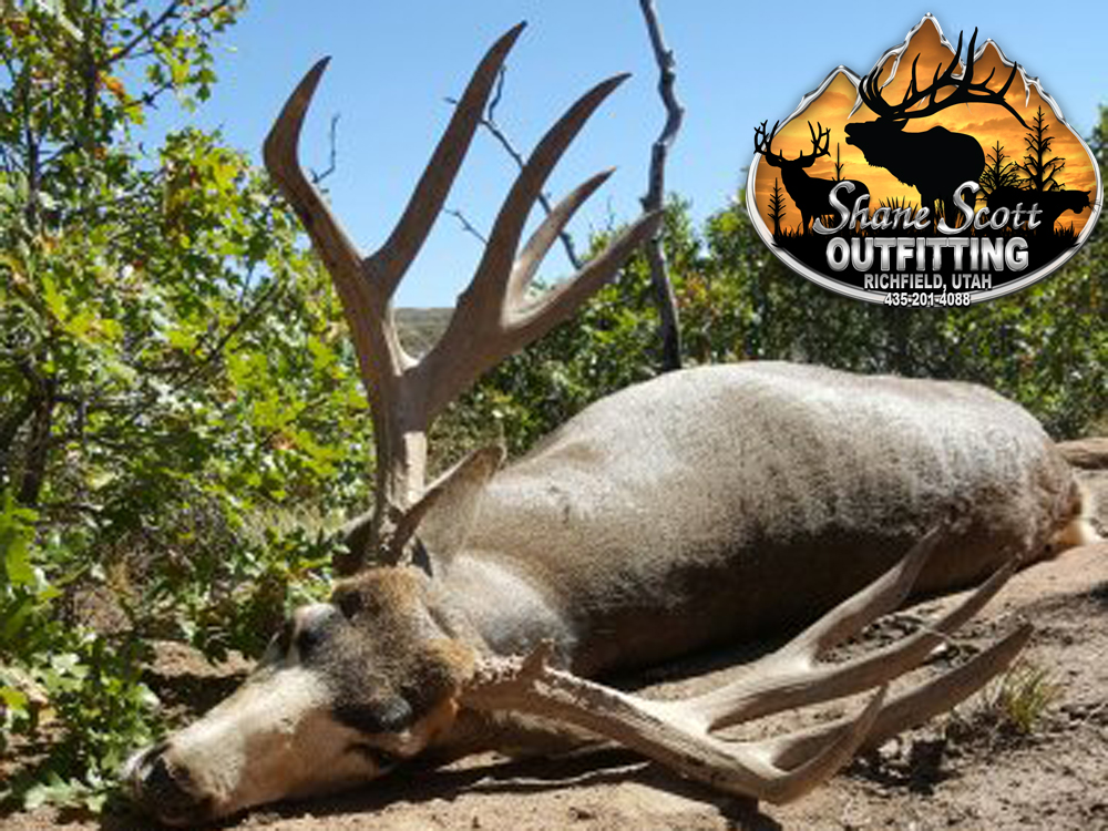 Shane Scott Outfitting Utah Guided Mule Deer Hunts