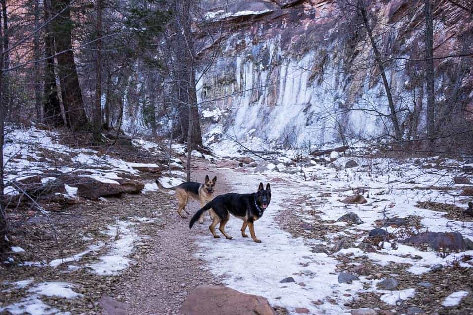 Are Dogs Allowed In The West Fork Trail Sedona