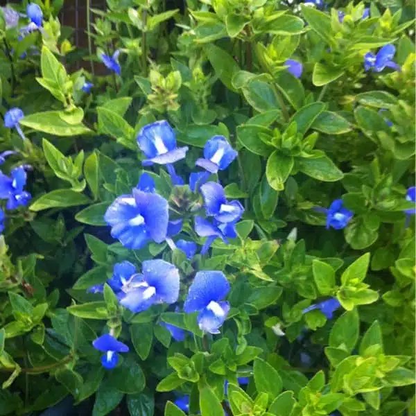 Shanti Kai™ Amazon Blue Flower Essence Release Criticism