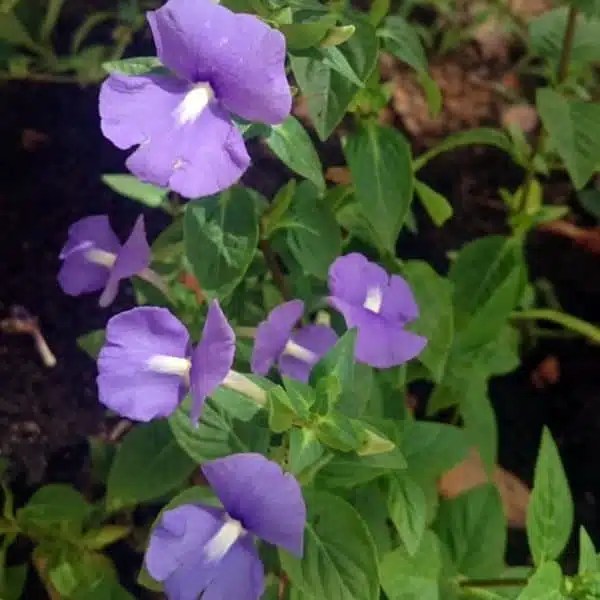 Shanti Kai™ Amazon Blue Flower Essence Release Criticism