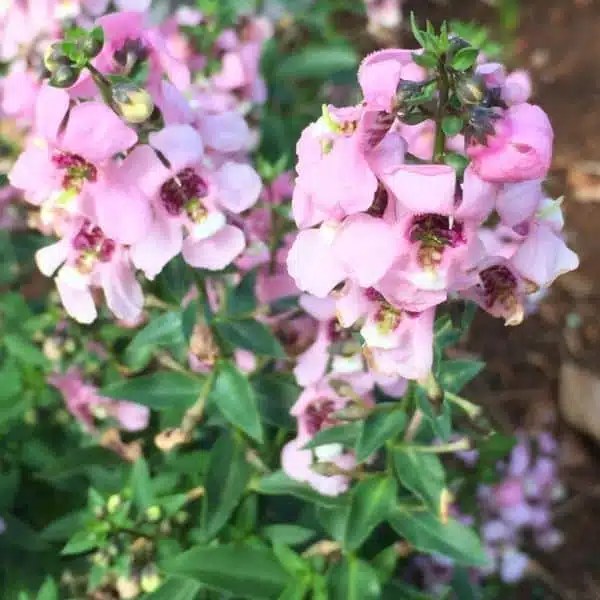 Angelonia Flower Essence Shanti Kai Hawaiian Essences