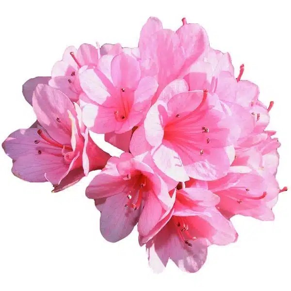 Shanti Kai™ Azalea Flower Essence Knowing When To Act