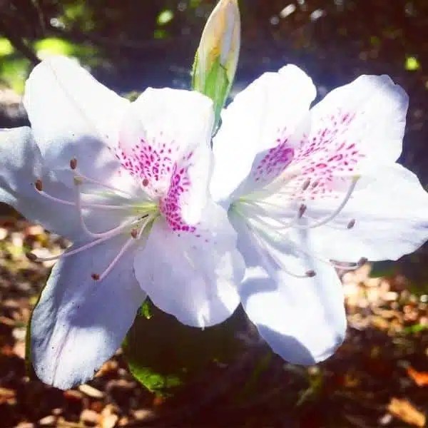 Shanti Kai™ Azalea Flower Essence Knowing When To Act