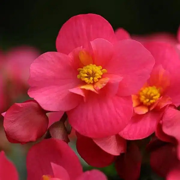 Shanti Kai™ Begonia Flower Essence Releasing "Control Issues"