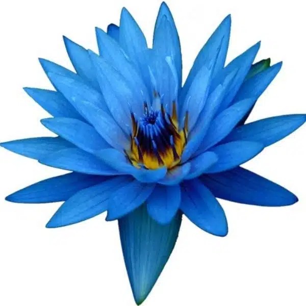 Shanti Kai™ Blue Lotus Flower Essence Opening Crown Chakra